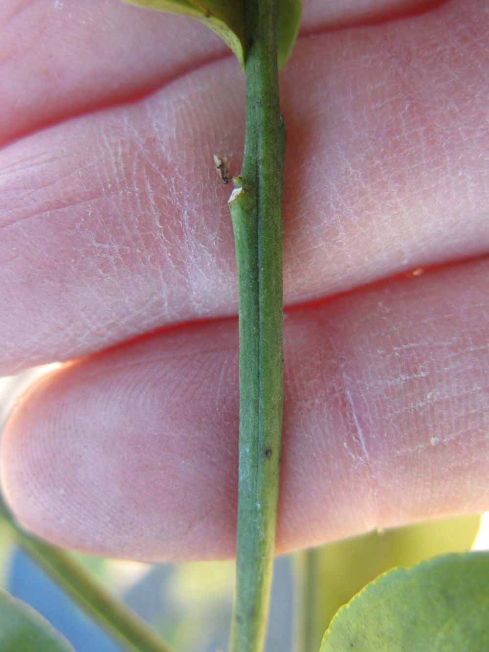              First year twig (Winter Haven, FL)       